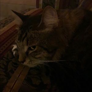 Meet your Posher, Chace